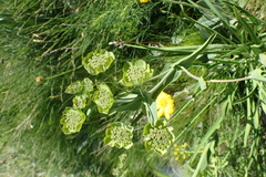 Bupleurum stellatum