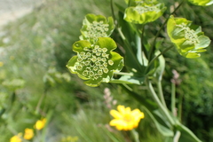 Bupleurum stellatum