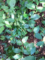 Vincetoxicum rossicum
