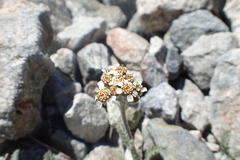 Achillea nana