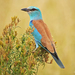 European Roller - Photo (c) Nik Borrow, some rights reserved (CC BY-NC)