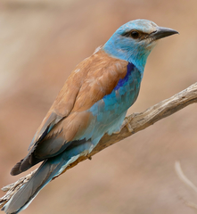 European Roller photo 4