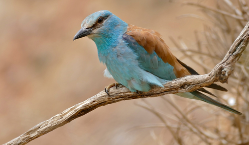 European Roller