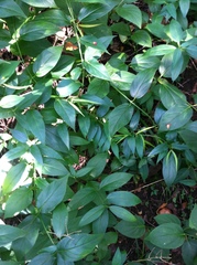 Vincetoxicum rossicum