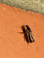 Cordilura