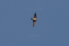 Ptyonoprogne rupestris