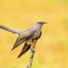 Common Cuckoo - Photo (c) James West, some rights reserved (CC BY-NC-ND)