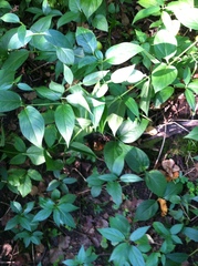 Vincetoxicum rossicum