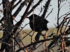 Toxostoma curvirostre