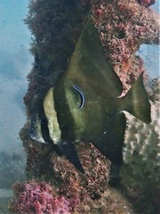 Platax batavianus