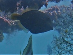 Cantherhines pardalis