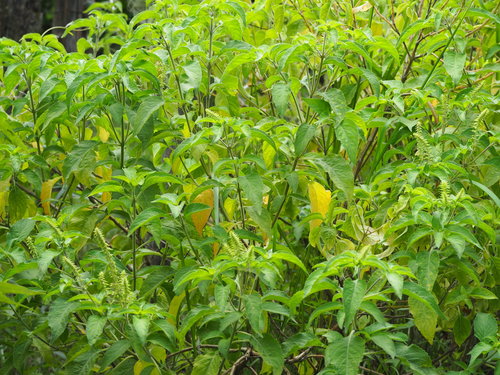 African Basil