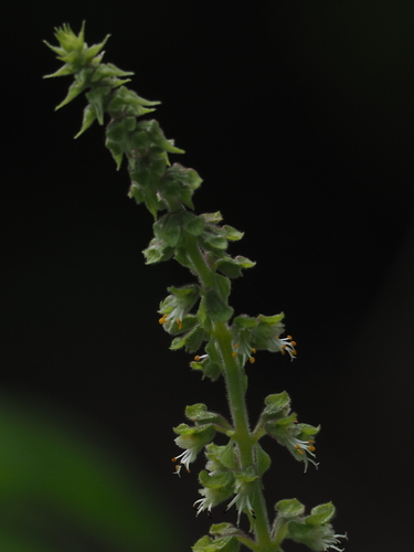 African Basil