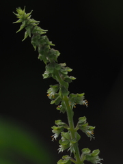 Ocimum gratissimum