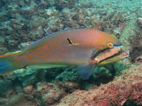 Blauwstip-tuskvis (Choerodon cauteroma) — Labridae