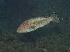 Epinephelus bilobatus