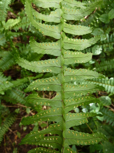 Nephrolepis undulata
