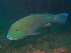 Choerodon schoenleinii