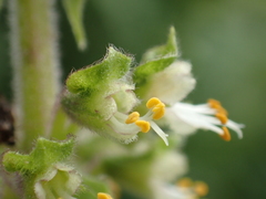 Ocimum gratissimum