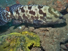 Epinephelus polyphekadion