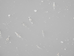 Penaeus