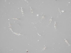 Penaeus
