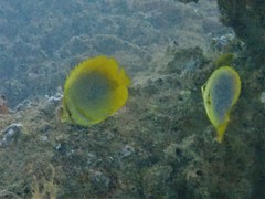 Chaetodon aureofasciatus