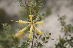 Lambertia inermis drummondii