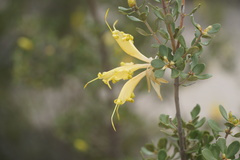 Lambertia inermis drummondii