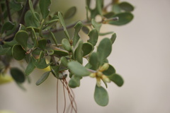 Lambertia inermis drummondii