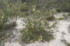 Lambertia inermis drummondii