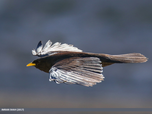 Yellow-billed Chough