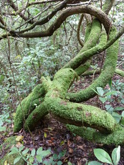 Landolphia hirsuta