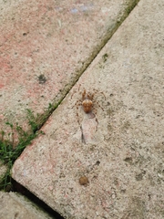 Araneus diadematus