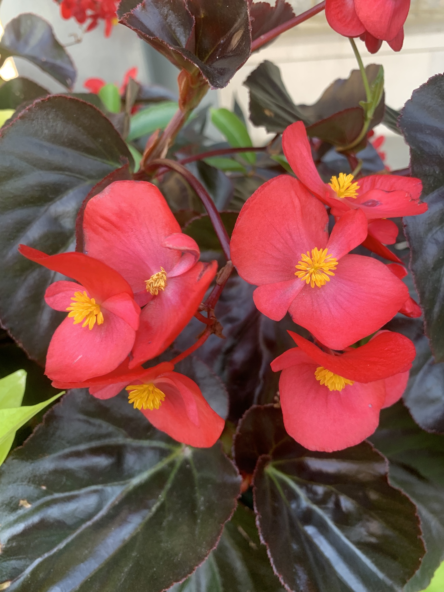 Begonia de Lecho (Begonia semperflorens-cultorum) · NaturaLista Colombia