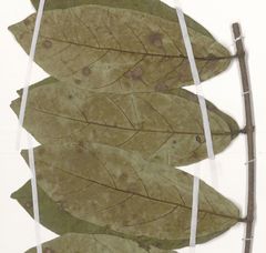 Landolphia hirsuta