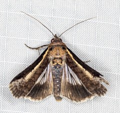 Lophoptera vittigera