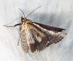 Lophoptera vittigera