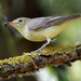 Icterine Warbler - Photo (c) Radovan Václav, some rights reserved (CC BY-NC)