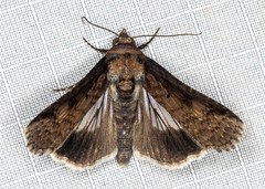 Lophoptera vittigera