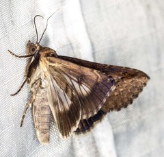 Lophoptera vittigera