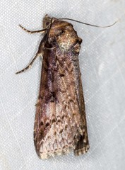 Lophoptera vittigera