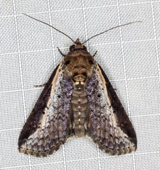 Lophoptera vittigera