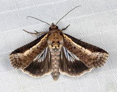 Lophoptera vittigera