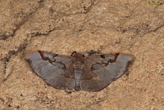 Hypochrosis baenzigeri