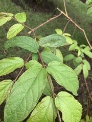 Magnoliopsida