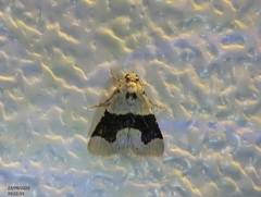 Stemmatophora chloralis