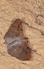 Hypochrosis baenzigeri