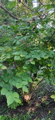 Cercis chinensis