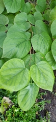 Cercis chinensis